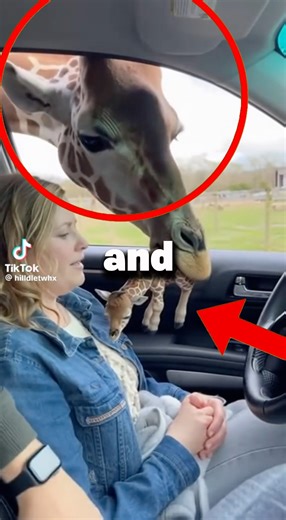 This Giraffe did the UNTHINKABLE #shorts #factbites