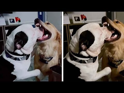 Dog Licks Inside Other Dog's Mouth