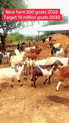 Commercial Goat Farming: Aiming for 10 Million Goats by 2030