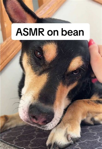 ASMR on My Dog: Relaxing Sleep Sounds for Dogs
