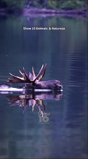 Majestic Moose Swimming and Diving in Natural Habitat
