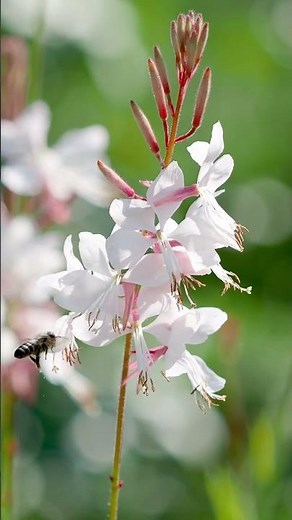 30 Zukunftsstauden für den Garten