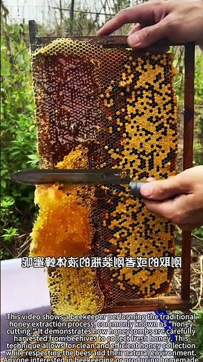 Beekeeper 🍯 Extracting Fresh Honey