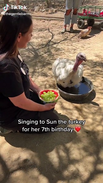 Our resident cuddle turkey Sun just turned 7, which is a big deal for a turkey! Genetically modified turkeys like Sun are designed to grow very big, very fast, so they can be sl@ughtered at just 6 months old. So when we save them, they are much larger than wild turkeys and typically have much shorter lifespans, given their weight and health problems. In 23 years of rescue, we’ve never had a domestic turkey live as long as Sun, and we credit her will to live and all the things we do to keep her h