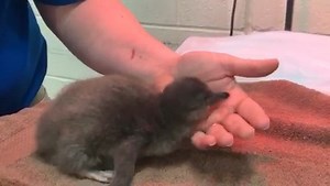 14K views · 451 reactions | A first look at the baby Little Blue Penguin!  | Adventure Aquarium | Facebook