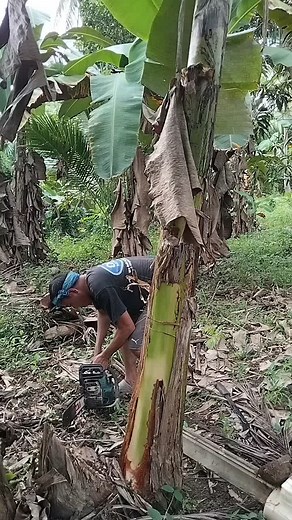 Exciting Chainsaw Competition Highlights and Fun Moments