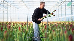 13K views · 47 reactions | Behind the scenes  For the last 50 years the family-run company Boers Amaryllis has been cultivating a high-quality product. Since 2006 the company is being managed by Erik Boers, who took over from his father. Look at what our grower Boers Amaryllis makes magically materialise from the greenhouse! | Decorum Company | Facebook