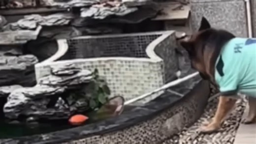 Smart dog helps children fetch ball from rock waterfall fountain in China