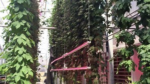 CSU professor pioneers fast-growing hops