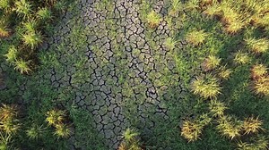 Drought dry rice paddy field.
