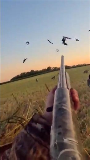 Hard Hitting Goat Hunt with one shotkill #hunthowdown#nobucksgiven#bookyourhunt#huntinseason