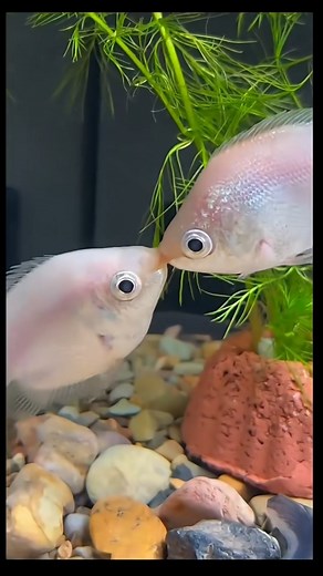 hendrix backyard on Instagram: "Kissing gouramis, also known as kissing fish or kissers, are medium-sized tropical freshwater fish comprising the monotypic labyrinth fish family Helostomatidae. #aquariumhobby #aquarium #fishing"