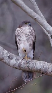 4K views · 51 reactions | An african goshawk on a rainy day. #twigatravelafrica #goshawk #hawk #birdwatching #birdlife | Animal Time | Facebook