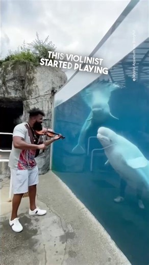 A talented violinist plays classical music for stressed animals at the zoo ❤️