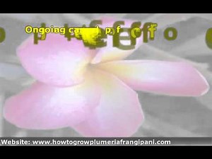 How To Start Plumeria Plants From Seeds