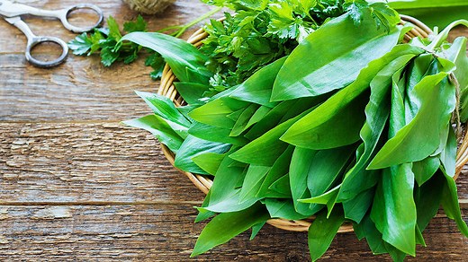 Comment conserver l'ail des ours ?