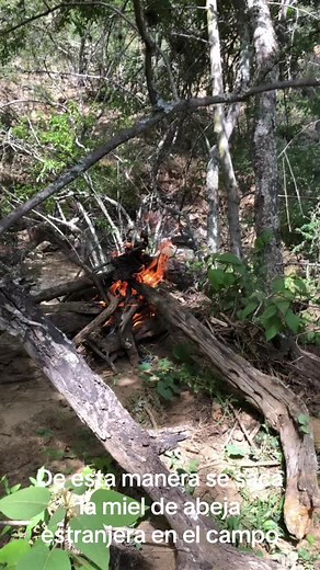 Exploring Nature: Campfire and Wood Crafting Adventure