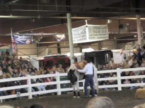 John Lyons Nervous Horse In-Hand Training