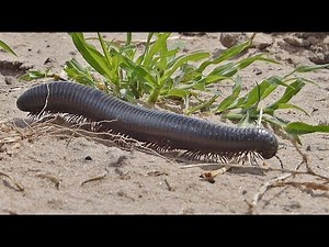 Tausendfüßer - Archispirostreptus gigas