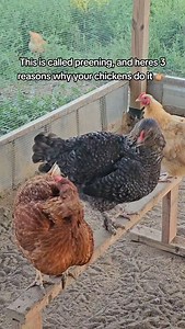 Watching them is so satisfying 🥰 #preening #chickens #chickenfacts #parasiteprevention #chickenkeepingtips | First 55 Farm