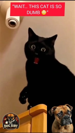 “WAIT… These Cats Are SO DUMB 😂 (Number 1 is CRAZY!)”#shorts #dogreaction