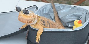Families celebrate Independence Day with Friends of Barren River Lake & Park