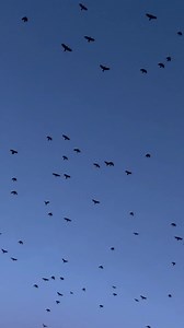 18K views · 1.1K reactions | Promenada Operei #2023 Vă mulțumim că...