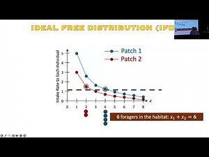 BIO 331: Lecture G2 (2025-11-06): Competition and Cooperation Among Foragers
