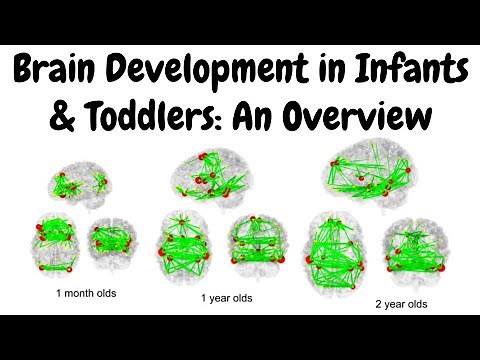 Ch.4 Overview of Infant & Toddler Brain Development