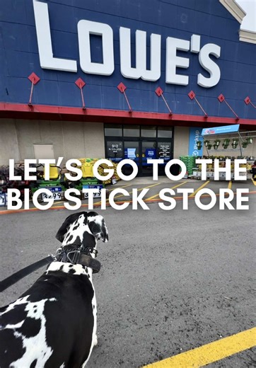 Let’s go to the big stick store! 🪵 #roccothegreatdane #harlequingreatdane #greatdane #dogsoffacebook #dogvlog