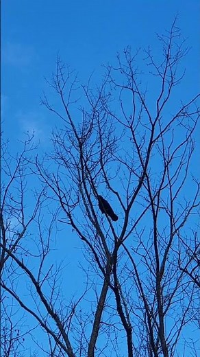 Crow Cawing Crisp Nature Sounds #birds #wildlife #crow