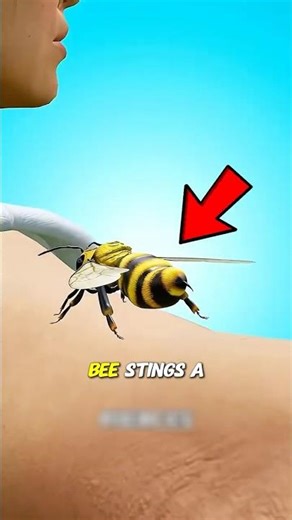 Why do bees die after they sting a human?