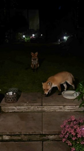 Smiley and Erik .. | The daily Fox