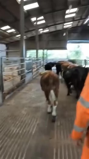 As he came to visit yesterday I thought we’d have a Dr Phil throwback! Trailer surfing! #farming #farm #farmlife #cows | JM Farming
