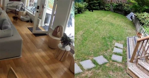 Video: Tiny Dog Chases Bear Out of the House in a Brave Encounter