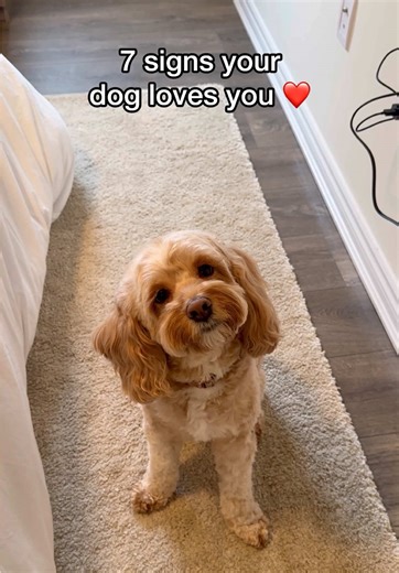 Cockapoo Puppy Love: Adorable Moments Captured