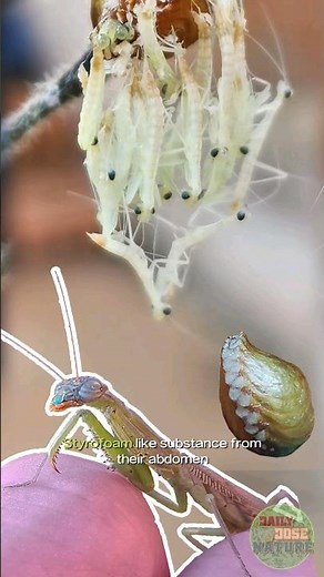 Cutest Praying Mantis Babies Hatching from Egg Sack | Part 2 #mantis #amazing #insects