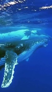 🔊 “Whales see the ocean through sound. So their mind’s eye is their mind’s ear. You are dealing with animals that are highly acoustically oriented. Their consciousness and sense of self is based on sound, not sight.” ~ Christopher Clark 🎥: bluelifewild 🐋 You can help protect humpback whales & their soundscape by contributing as little as $1 to our work, because these magnificent creatures deserve to flourish in unpolluted oceans: bit.ly/EarthDayOCR | Ocean Conservation Research - OCR
