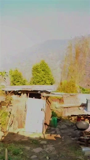 Exploring Bebo: Insights from Creator Search