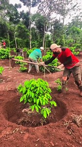 you still need tearvork to make tt easier to lighten your difficult process to make it easier | Coffee Farming