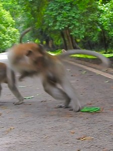 9K views · 46 reactions | You will laugh! most funny monkey prank fake snake #cute #adorable #cutebabymonkey #cuteanimals #monkey #animals #funny #prank #monkeyprank | Monkey TV7 | Facebook