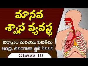 Human respiratory system in Telugu class 10th biology telugu medium