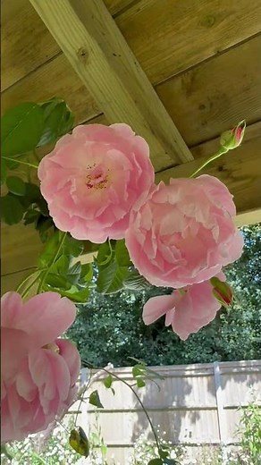 My number 9 most recommended climbing or rambling rose is ‘ strawberry Hill’ -(Ausrimini)