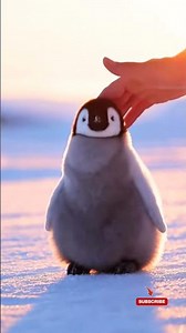 Cute Baby Penguin Gets Head Pats | Adorable Penguin Moments