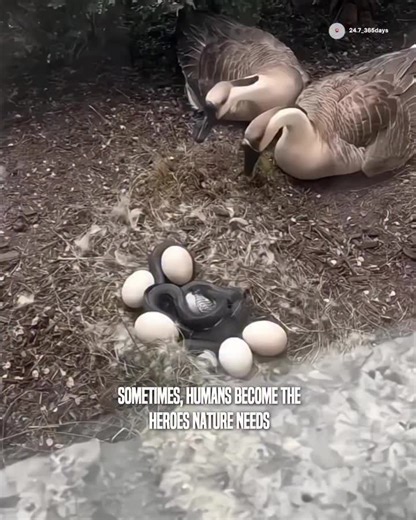 Sometimes, being human means choosing which side of nature’s story to protect. This quiet moment captures that choice perfectly. A snake slowly approaches a geese nest while the parents can only stand by, watching helplessly as danger creeps closer to their eggs. Then a man steps in—not with harm, but with care. He gently removes the snake and carries it far from the nest. The moment the threat is gone, the geese rush back, urgently checking their eggs, their relief almost visible. No one was hu
