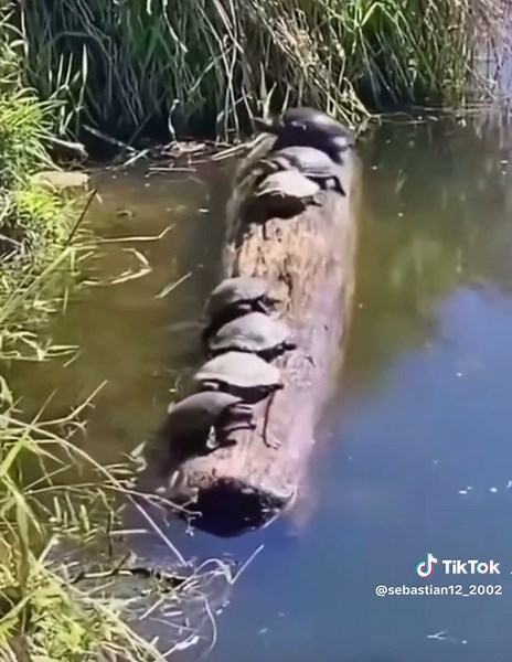 Cuidado con el Drilococo - Video Original y Meme Viral