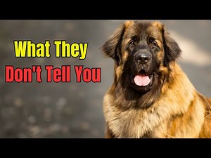 Living with a Leonberger : What to Love and What to Consider