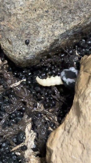 【マーブルサラマンダー】 Marbled Salamander / Ambystoma opacum #shorts #shortsvideo #shortsfeed