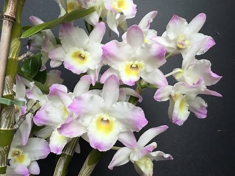 Dendrobium nobile orchid: Dendrobium Spring Dream ‘Kumiko’