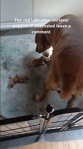 Fox red Labrador retriever puppies available for adoption (AKC registration)